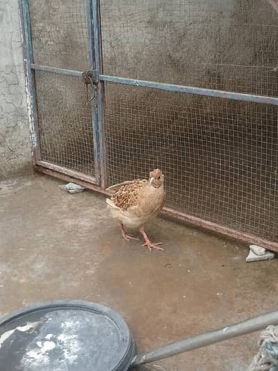 Confirm breeder Femeal