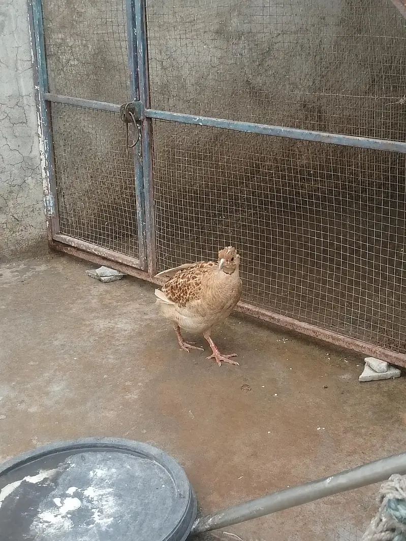Confirm breeder Femeal