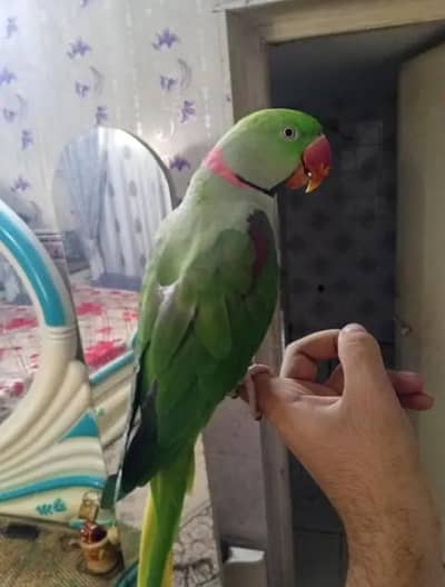 Kashmir Raw parrot  handtam fully