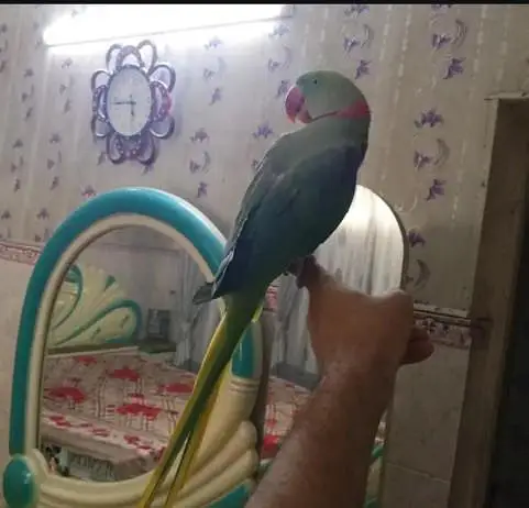 Kashmir Raw parrot  handtam fully — photo 2