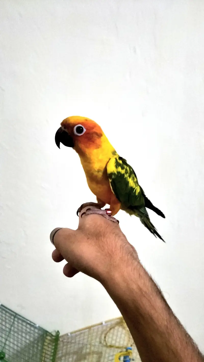 Sun-Conure (hand tamed+fly tamed)  DNA MALE — photo 2