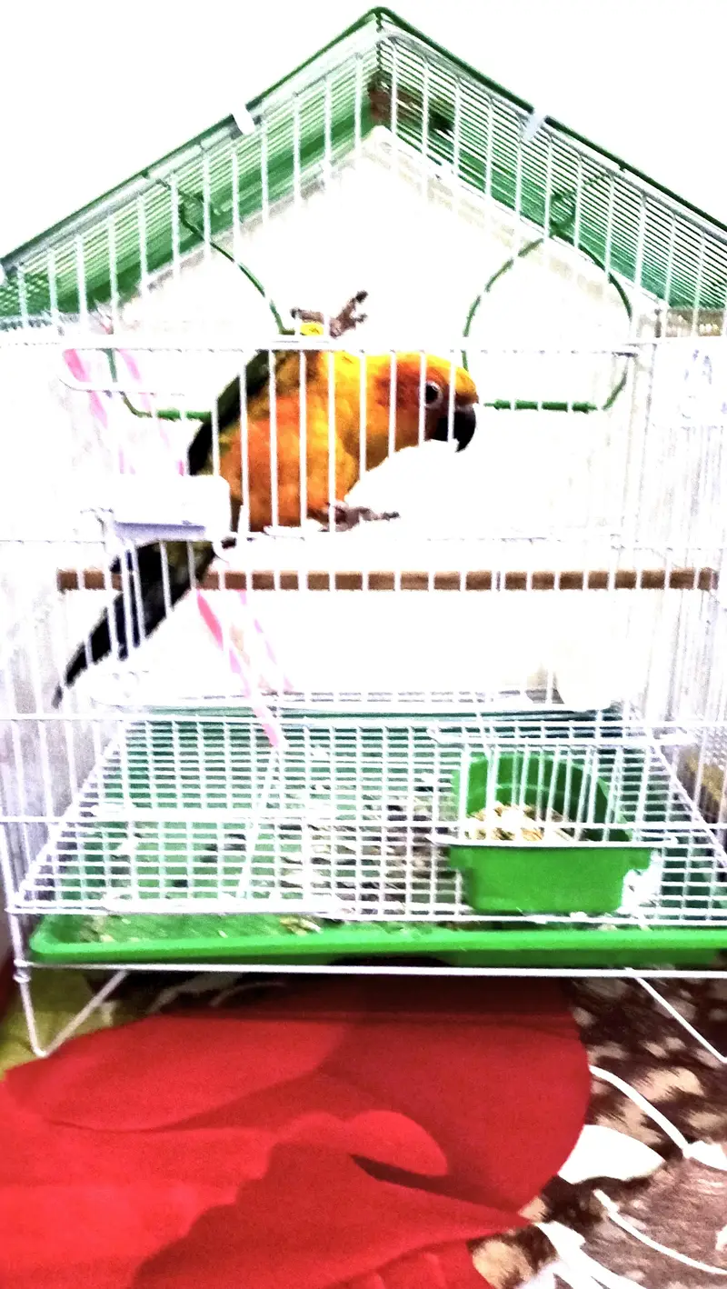 Sun-Conure (hand tamed+fly tamed)  DNA MALE — photo 7