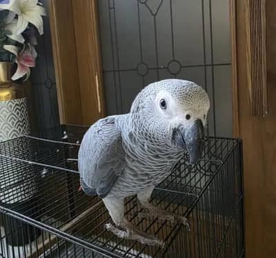 African Congo grey zero bite for sale (03098424950)