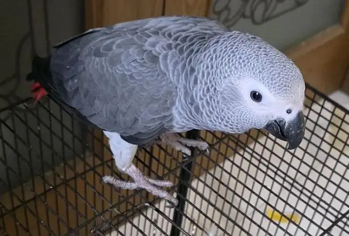 African Congo grey zero bite for sale (03098424950) — photo 2