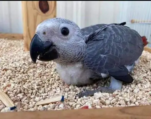 African Congo grey zero bite for sale (03098424950) — photo 4