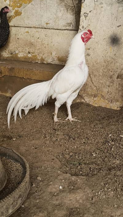 white Heera aseel  one male two females breeder set for sale egg lying
