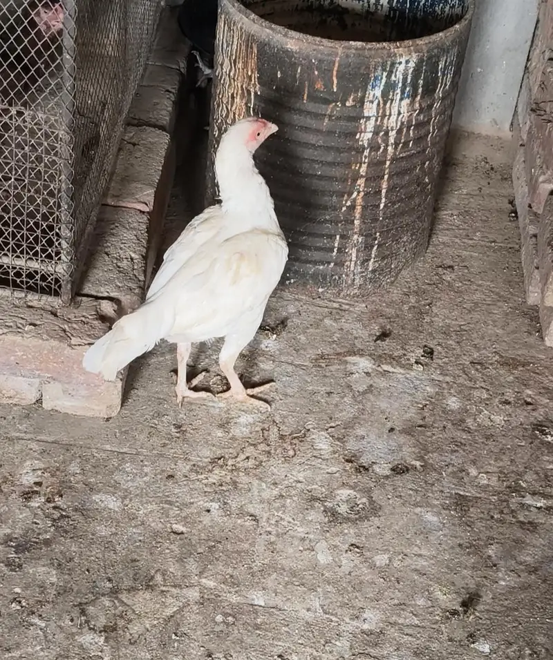 white Heera aseel  one male two females breeder set for sale egg lying — photo 2