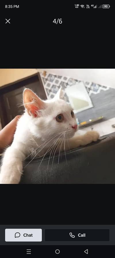 Persian male kitten for sale