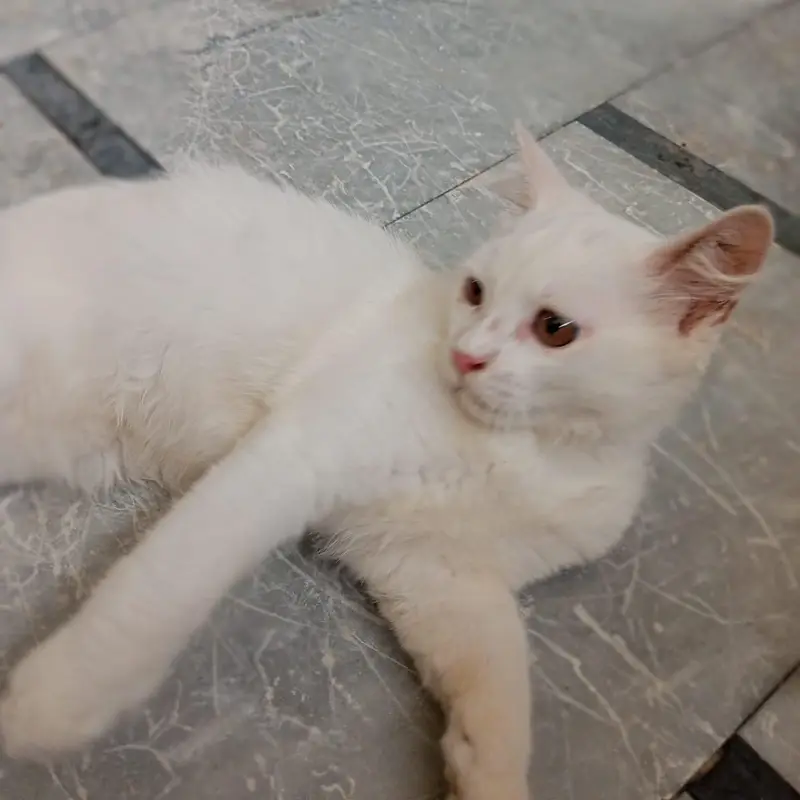 Persian male kitten for sale — photo 3