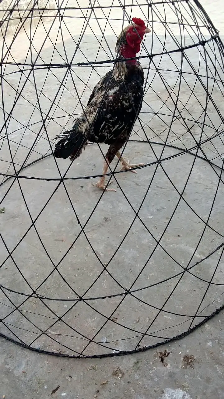 aseel — photo 6