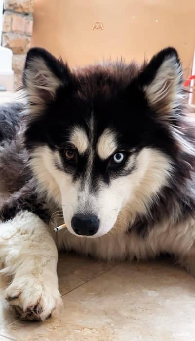 sybarian husky