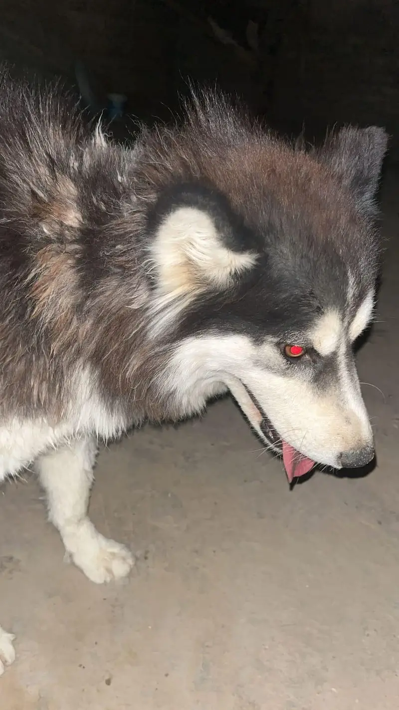 sybarian husky — photo 5