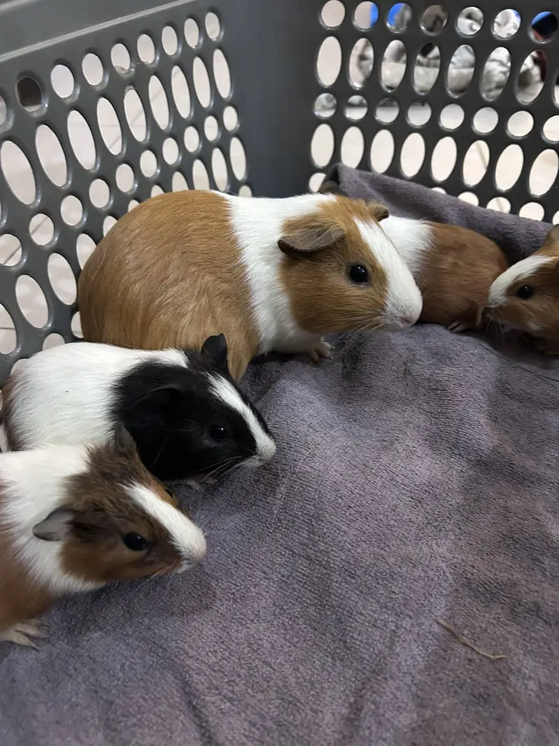 A Loving family of Guinea Pigs for sale