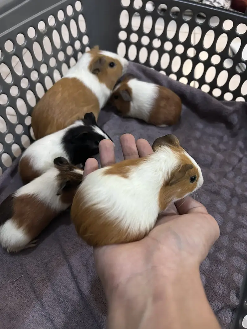 A Loving family of Guinea Pigs for sale — photo 2