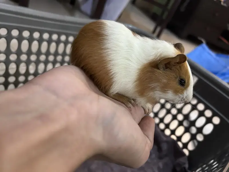 A Loving family of Guinea Pigs for sale — photo 3