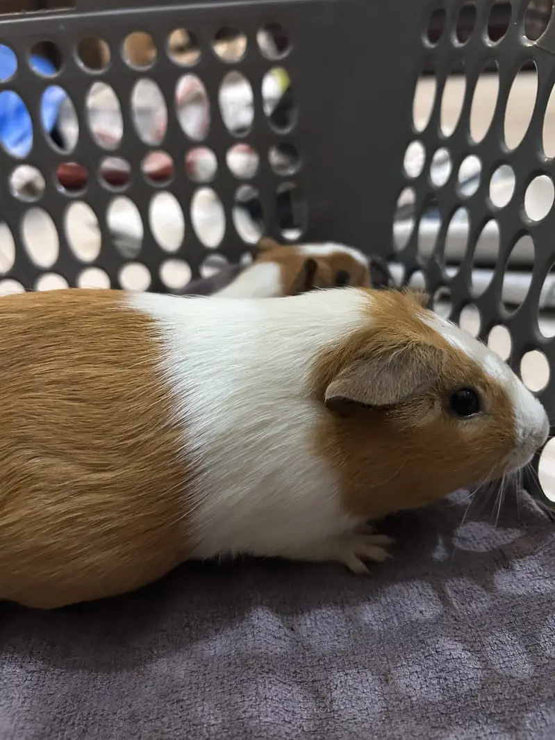 A Loving family of Guinea Pigs for sale — photo 4