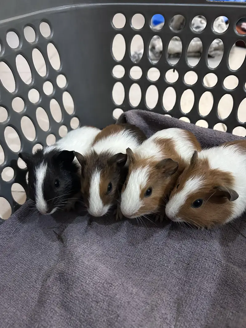 A Loving family of Guinea Pigs for sale — photo 5
