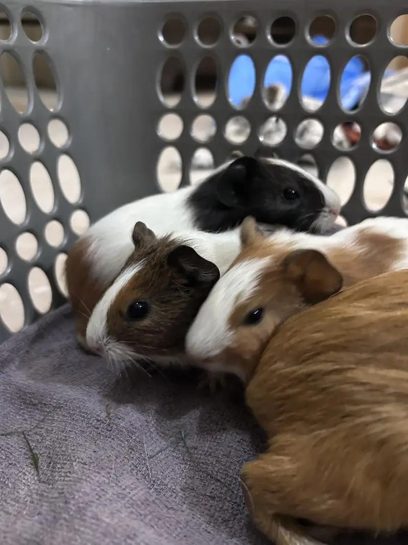 A Loving family of Guinea Pigs for sale — photo 6