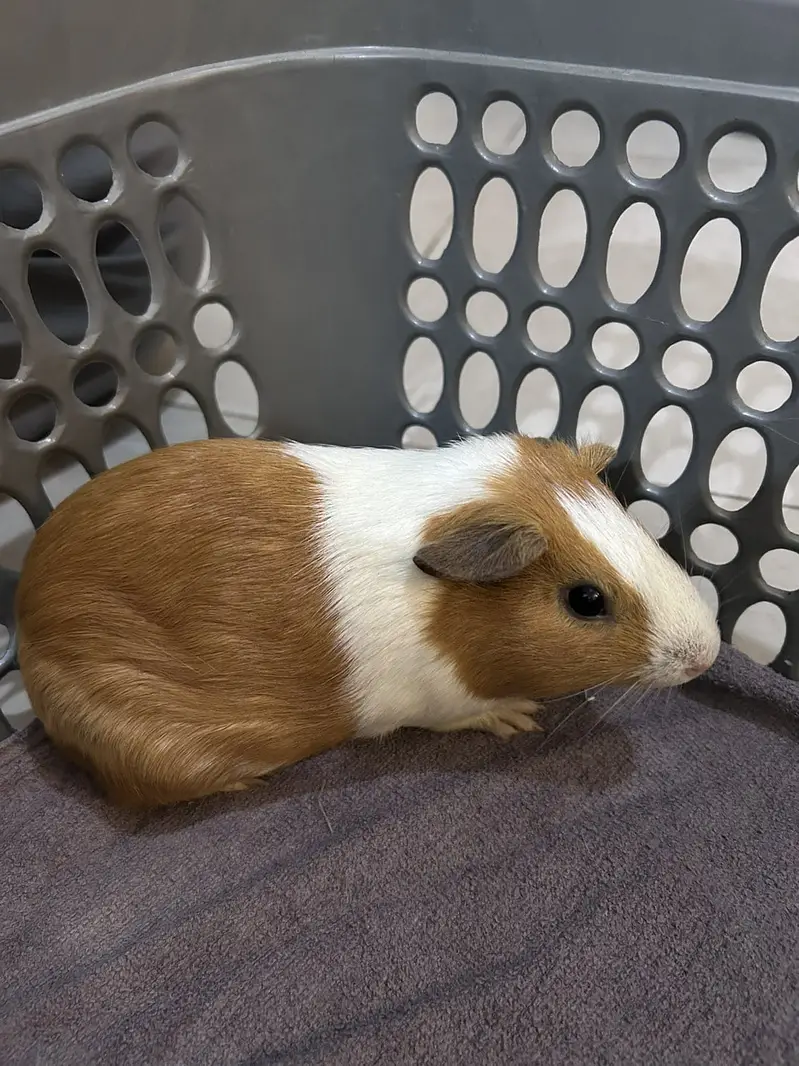 A Loving family of Guinea Pigs for sale — photo 7