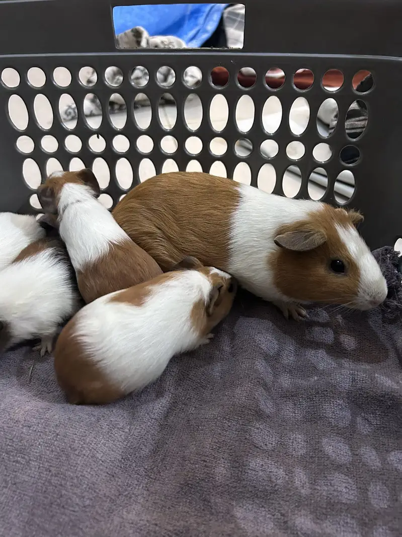A Loving family of Guinea Pigs for sale — photo 8