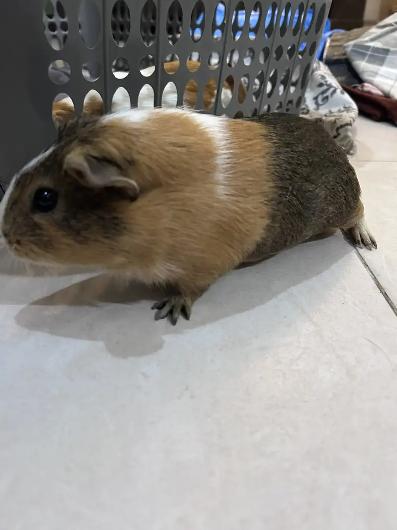 A Loving family of Guinea Pigs for sale — photo 9