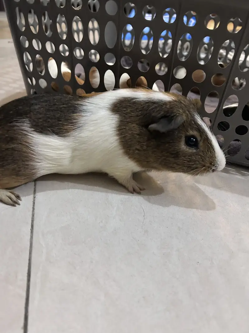 A Loving family of Guinea Pigs for sale — photo 10
