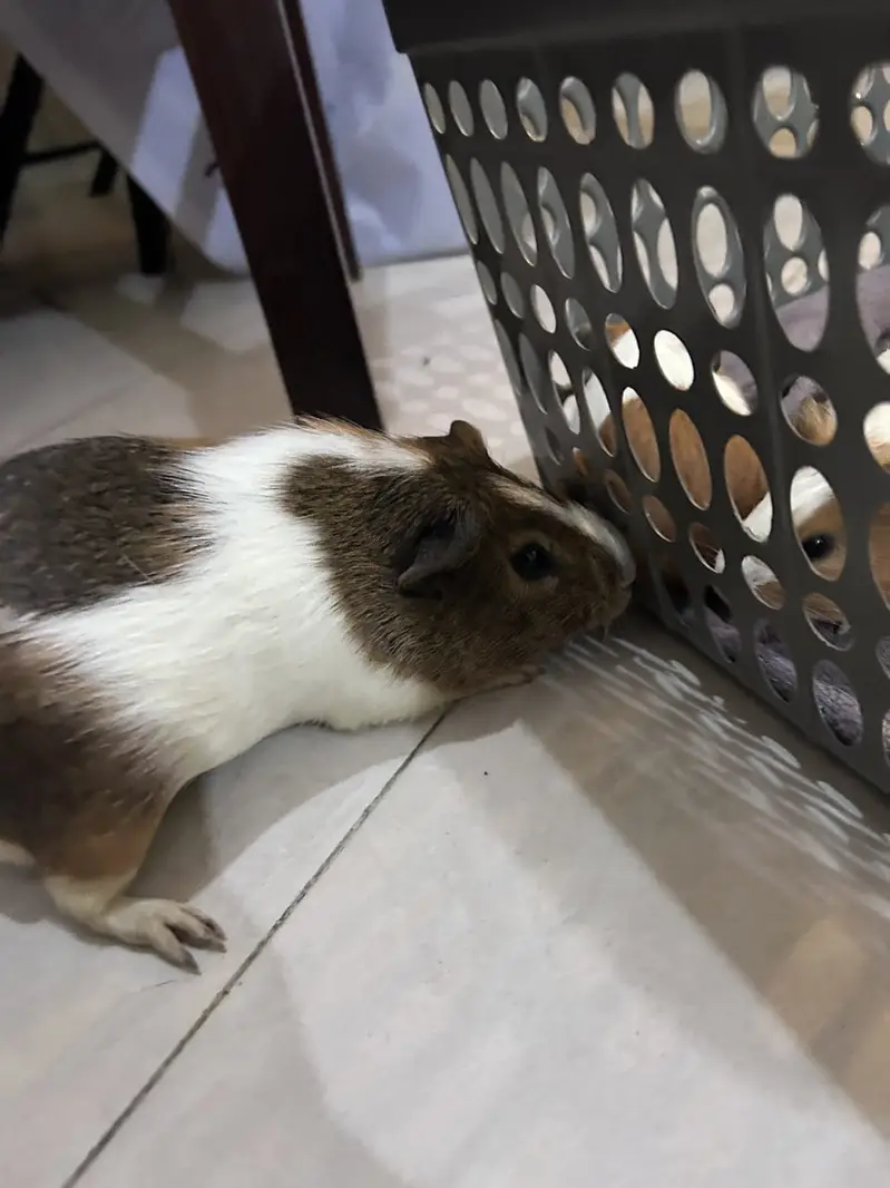A Loving family of Guinea Pigs for sale — photo 11