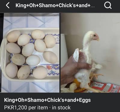 King Shamo White Chick's and Eggs for sale