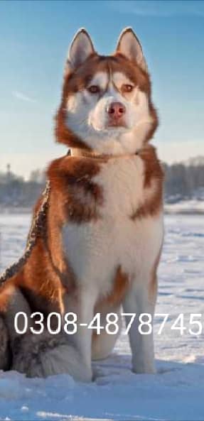 Husky female puppy