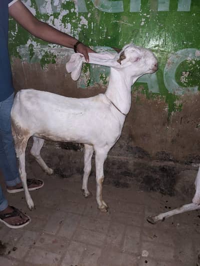 gulabi Bakri