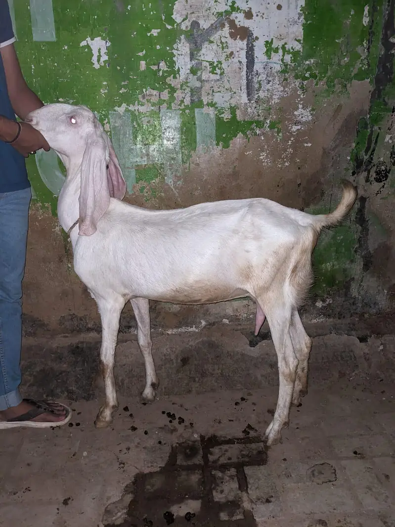 gulabi Bakri — photo 2