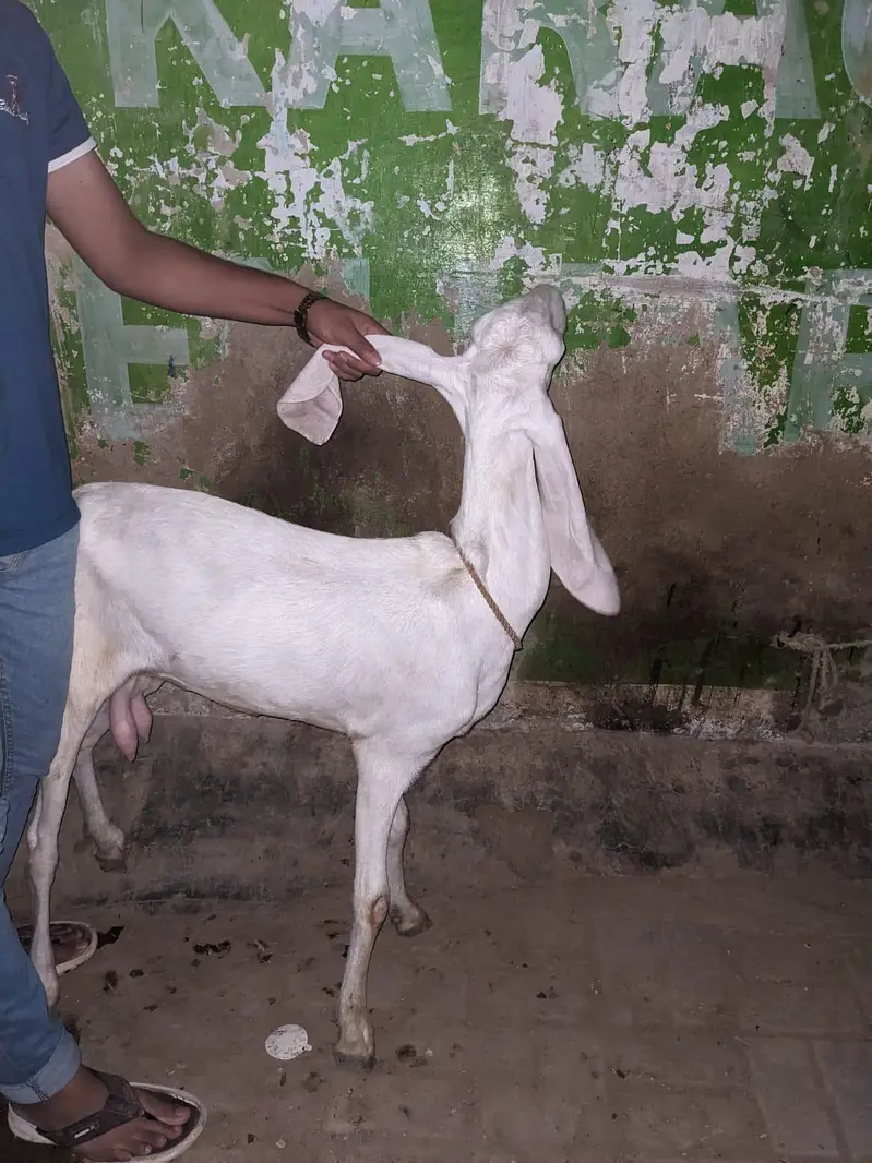 gulabi Bakri — photo 3