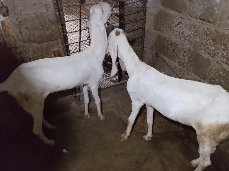 gulabi Bakri — photo 4