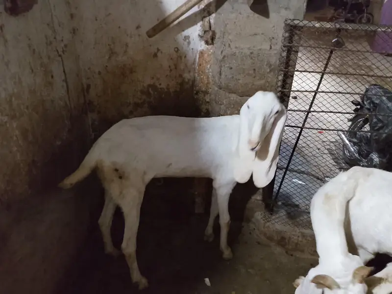 gulabi Bakri — photo 5