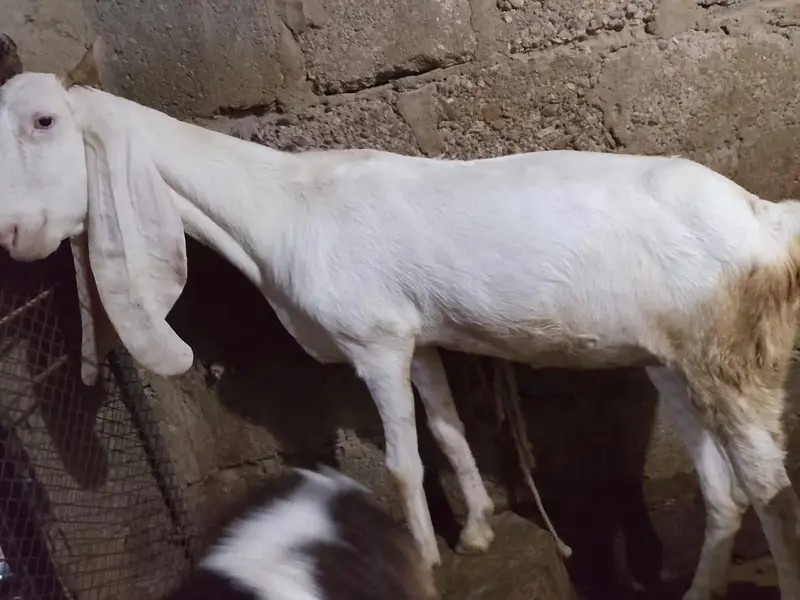 gulabi Bakri — photo 6