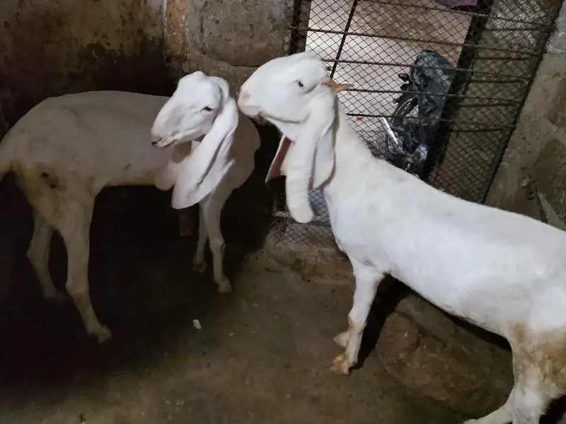 gulabi Bakri — photo 7