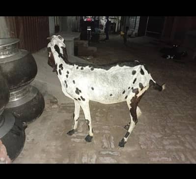 Bakri for sale