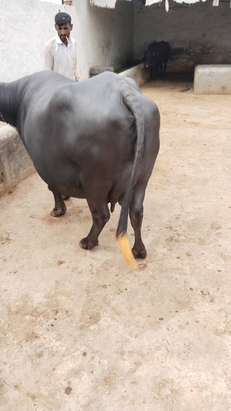 baffalo 0
