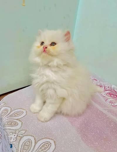Persian Female kitten for sale 034651358//53
