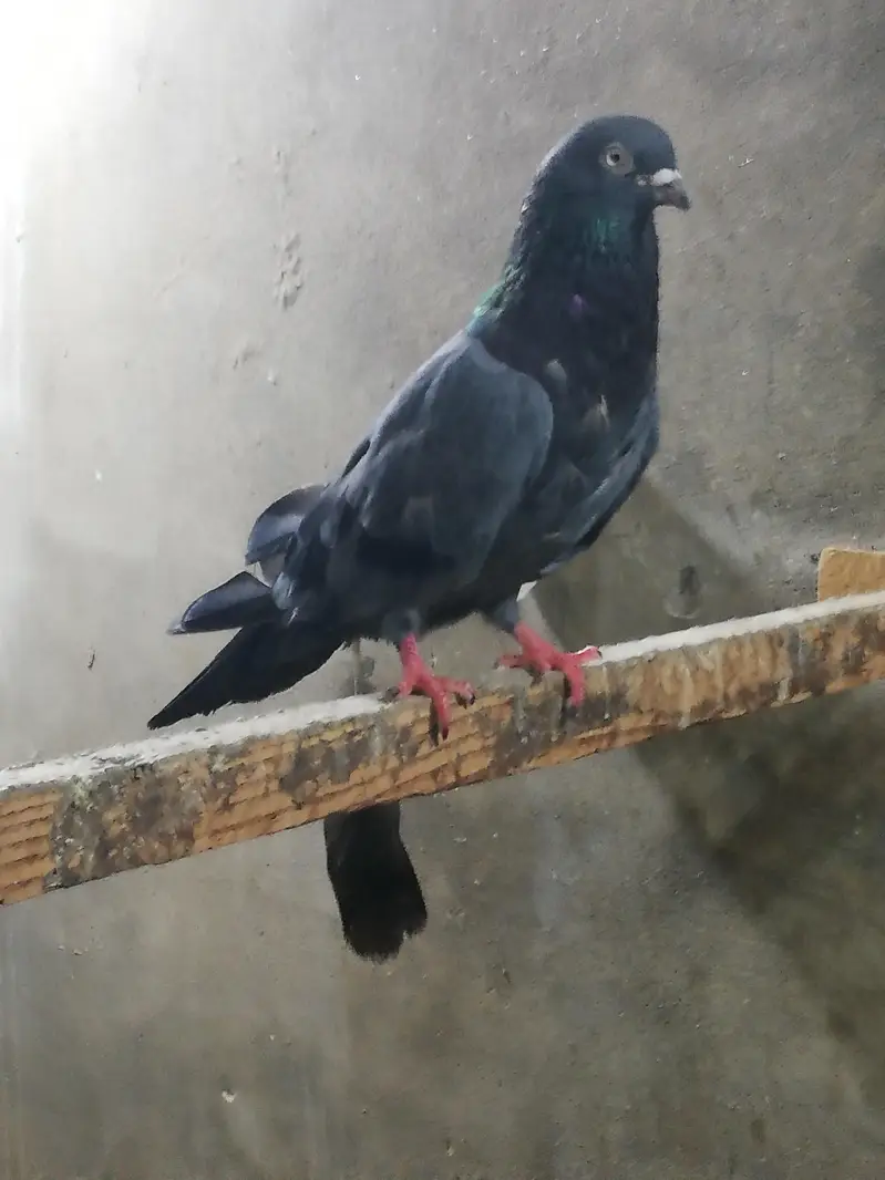 Black cobra pair for sale — photo 2