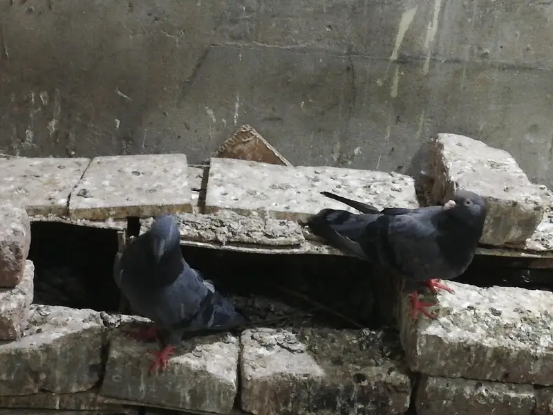 Black cobra pair for sale — photo 11