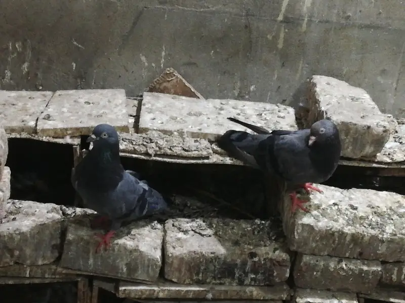 Black cobra pair for sale — photo 12