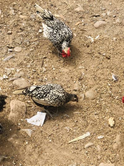 Silver’s sebrights fancy hens