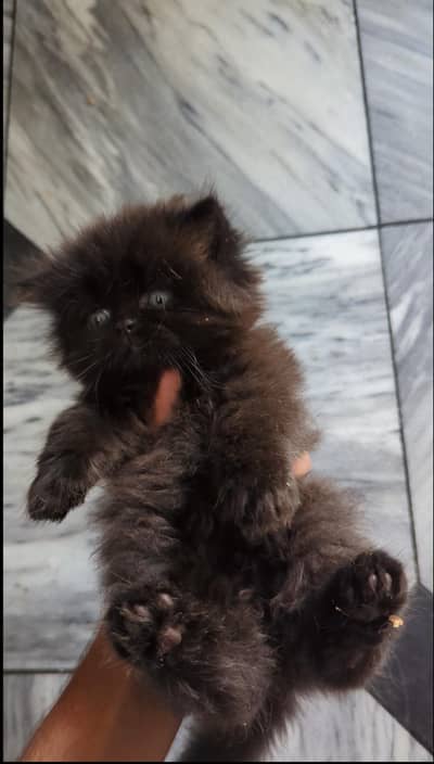 Persion kittens for sale | Triple coated | very humble and friendly