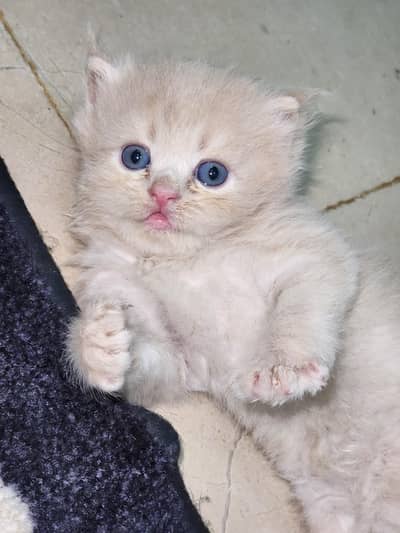tabby Persian 3 white ha 1 fawn ha