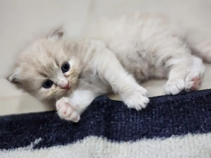 tabby Persian 3 white ha 1 fawn ha — photo 2