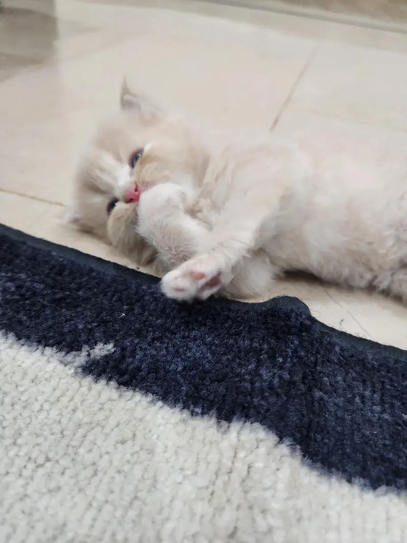 tabby Persian 3 white ha 1 fawn ha — photo 3
