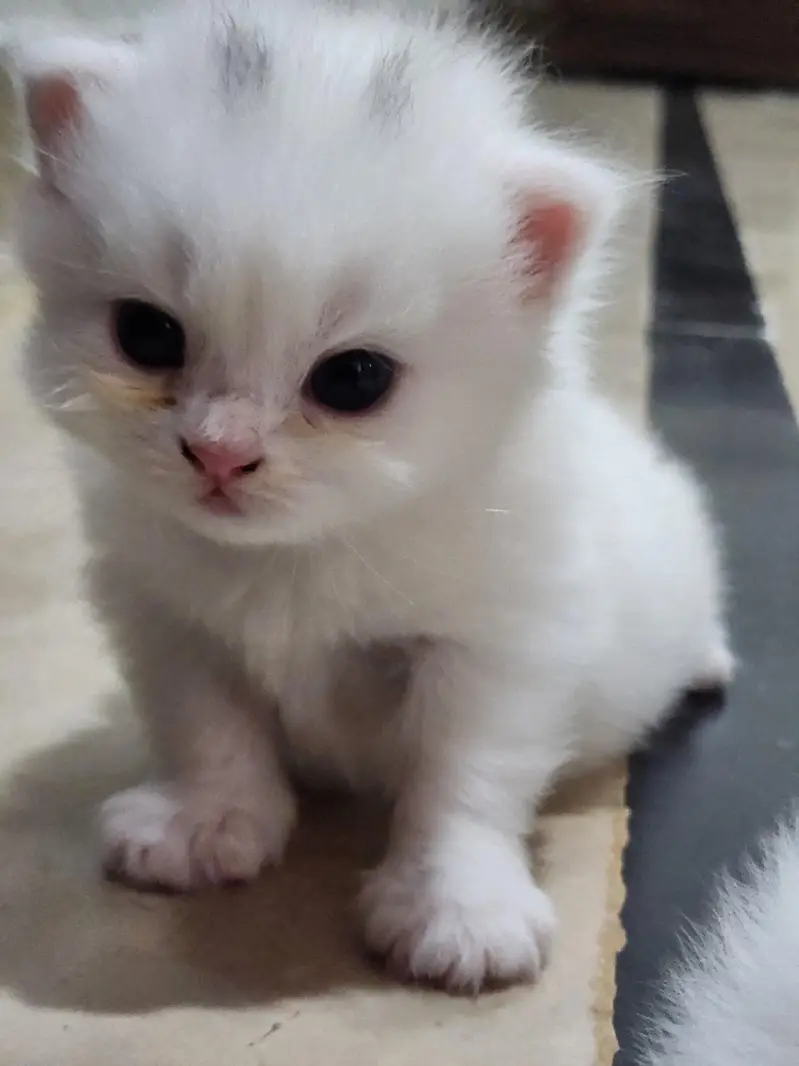 tabby Persian 3 white ha 1 fawn ha — photo 4