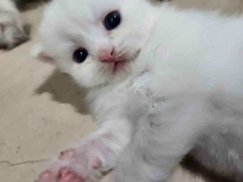 tabby Persian 3 white ha 1 fawn ha — photo 5