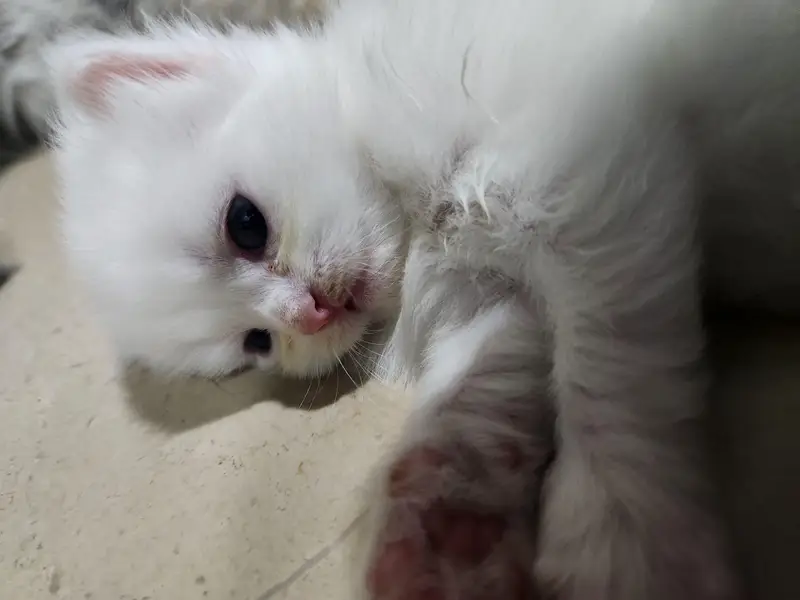 tabby Persian 3 white ha 1 fawn ha — photo 6